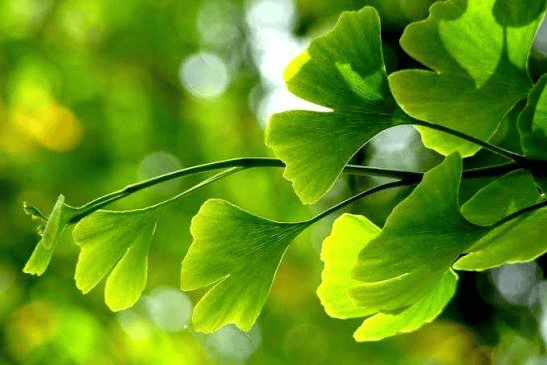 The Complete Guide to Ginkgo Biloba: Benefits, Uses, and Scientific ...