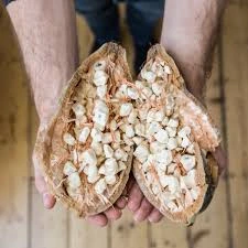 Baobab Fiber